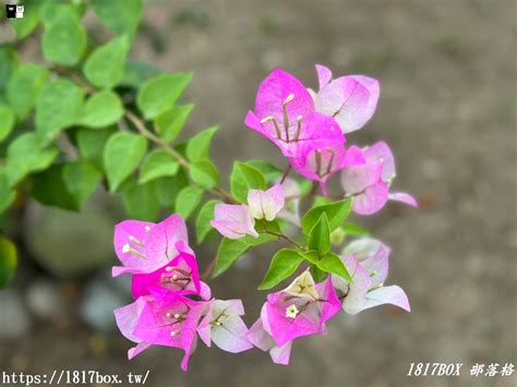 家裡種九重葛好嗎|九重葛：培植大有學問，學習中